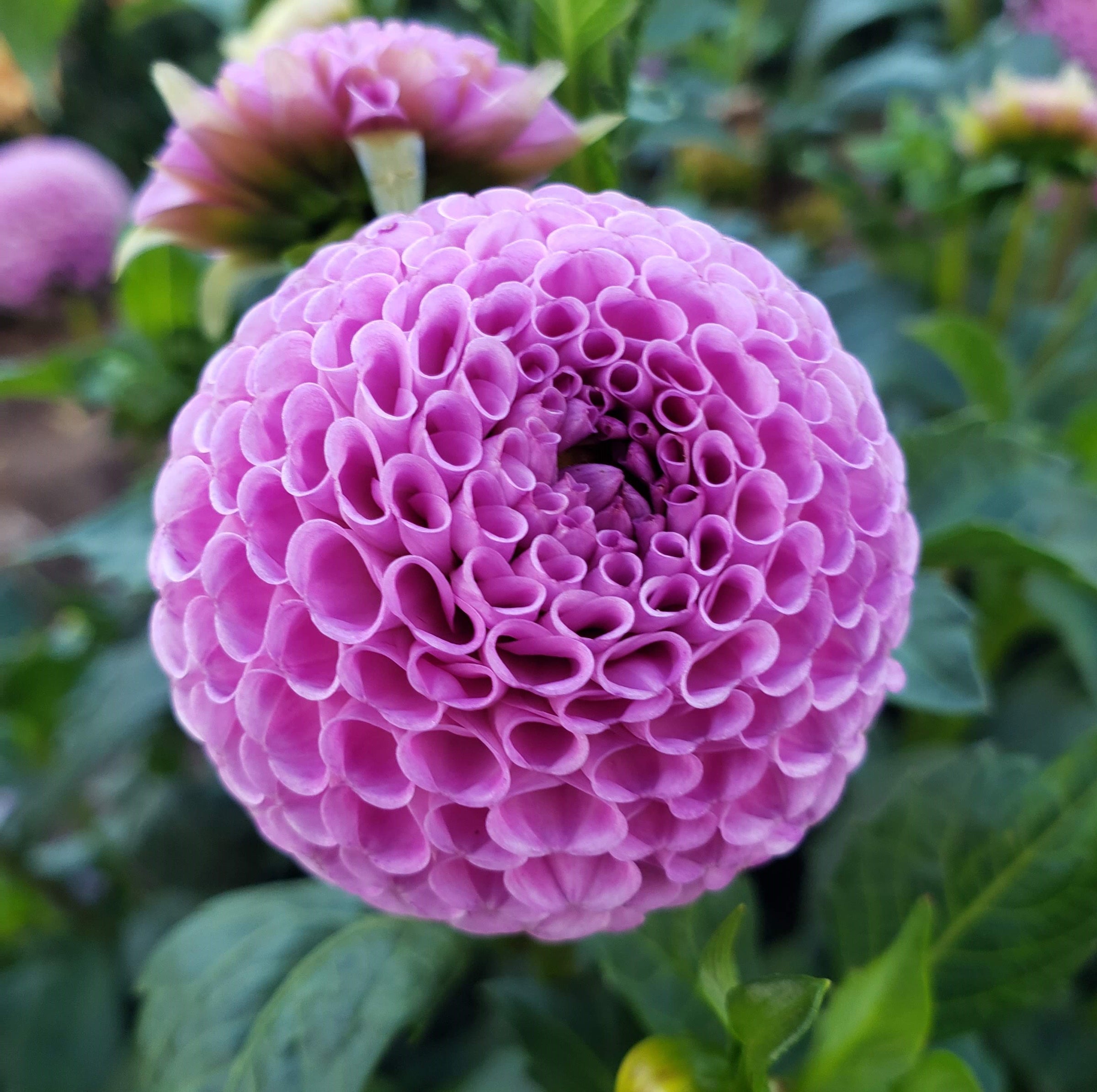 Frank Holmes Dahlia Tuber | Harvest Thyme Farm