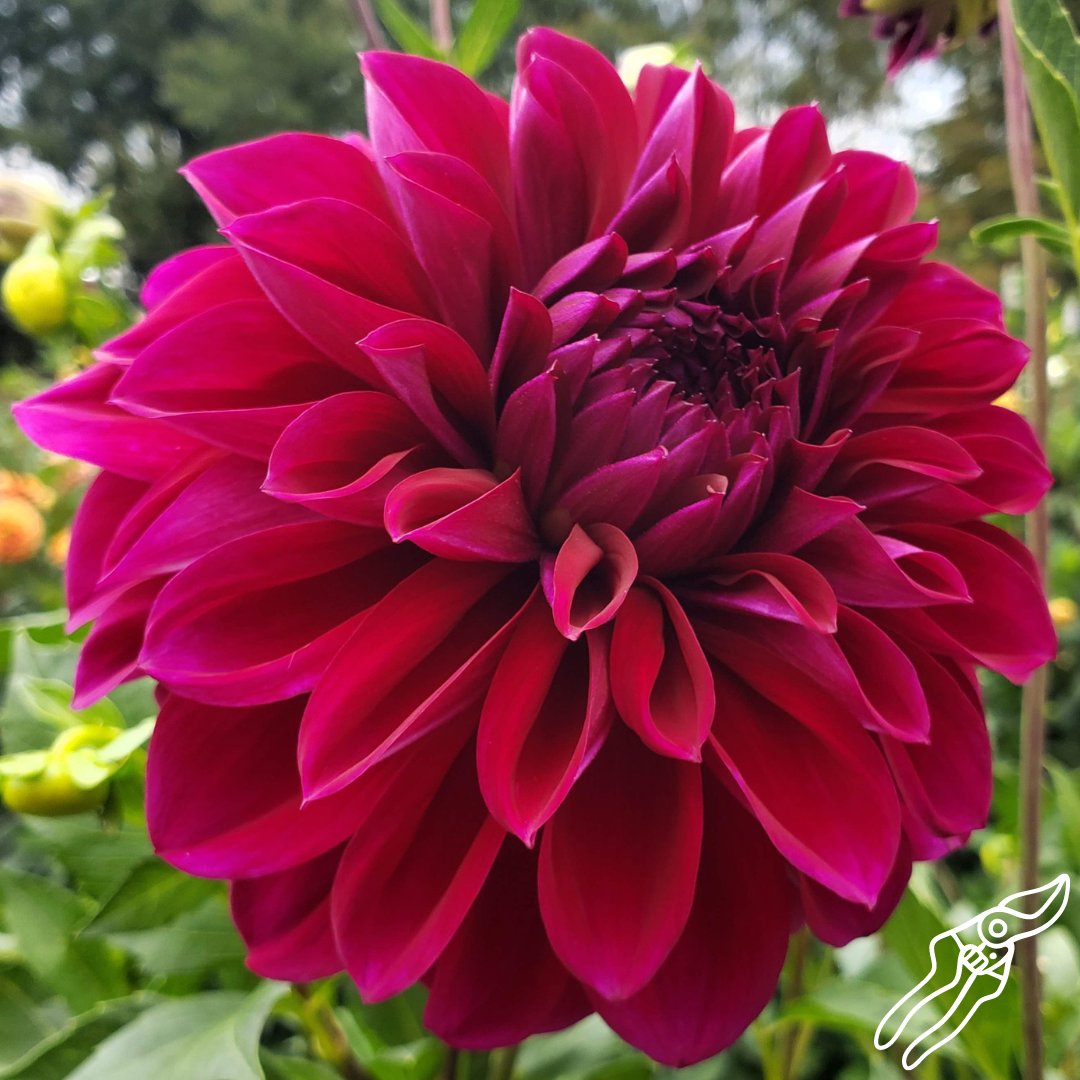 diva-dahlia-tubers-harvest-thyme-farm