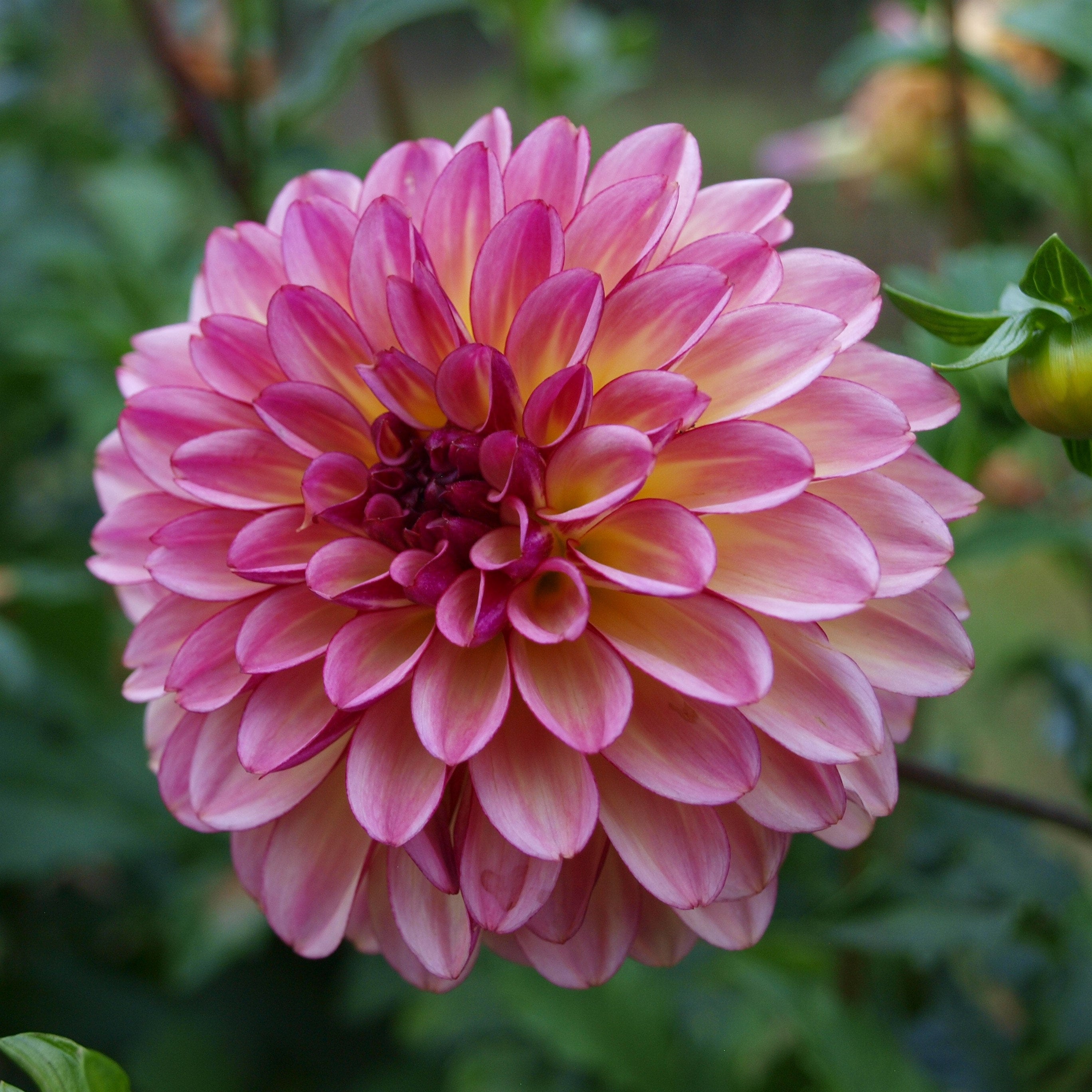 bulk-foxy-lady-dahlia-tubers-harvest-thyme-farm