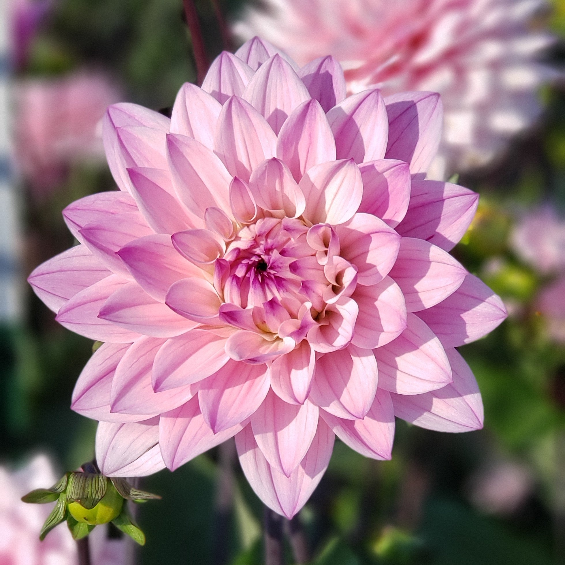 karma-prospero-dahlia-tuber-harvest-thyme-farm