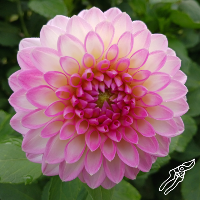 Dahlia Tubers Harvest Thyme Farm