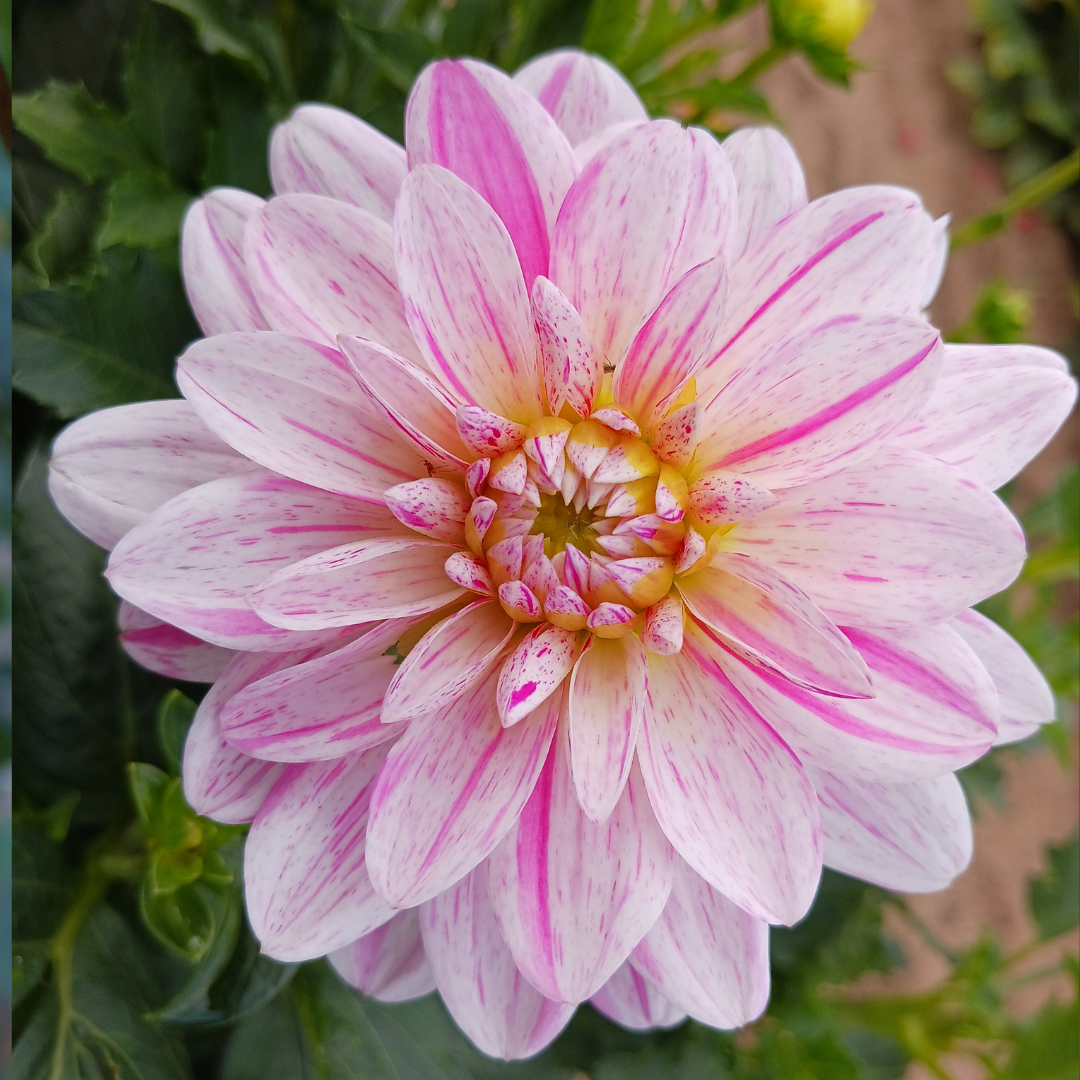 Bonesta Dahlia Tubers | Harvest Thyme Farm