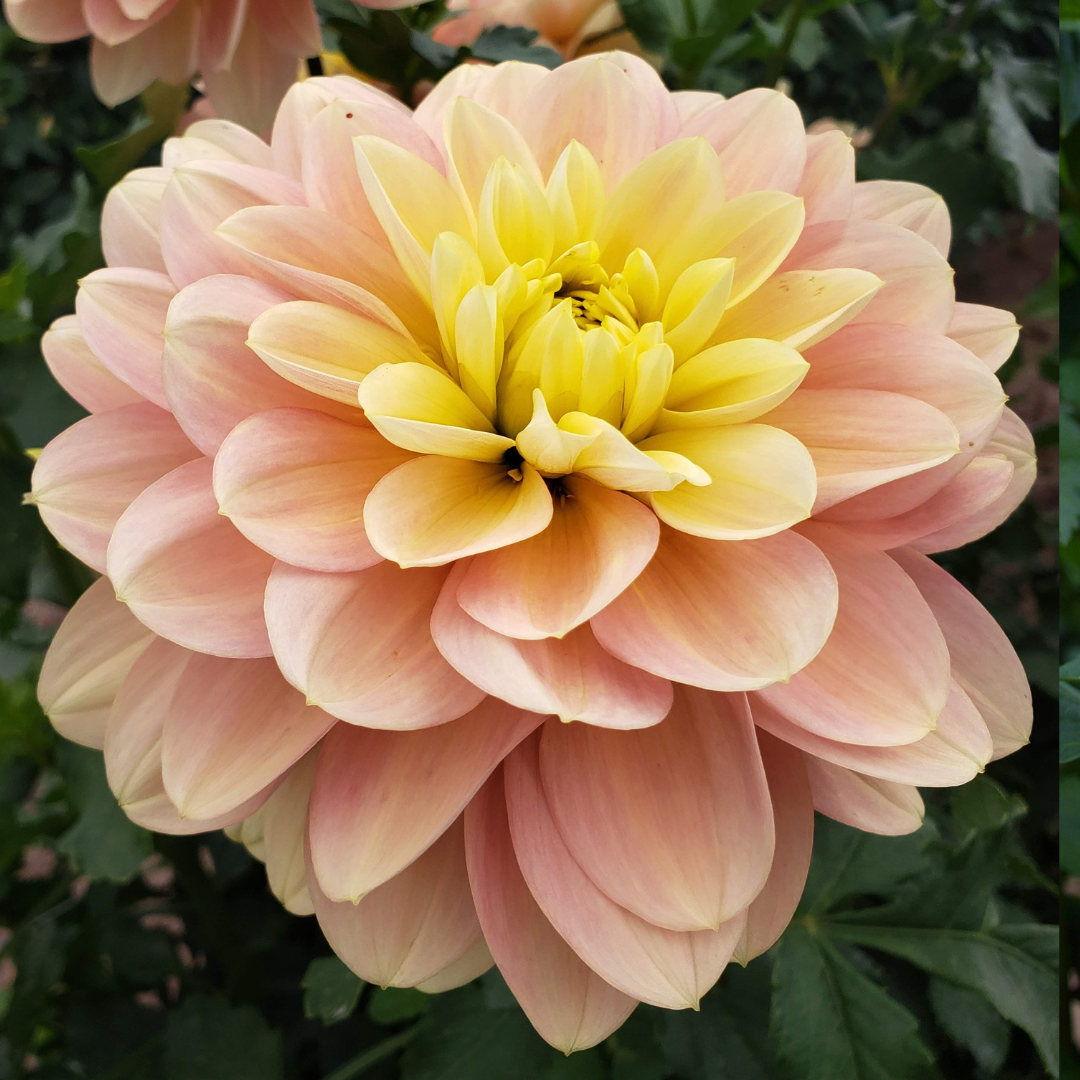 Wyn's New Pastel Dahlia Tubers Harvest Thyme Farm