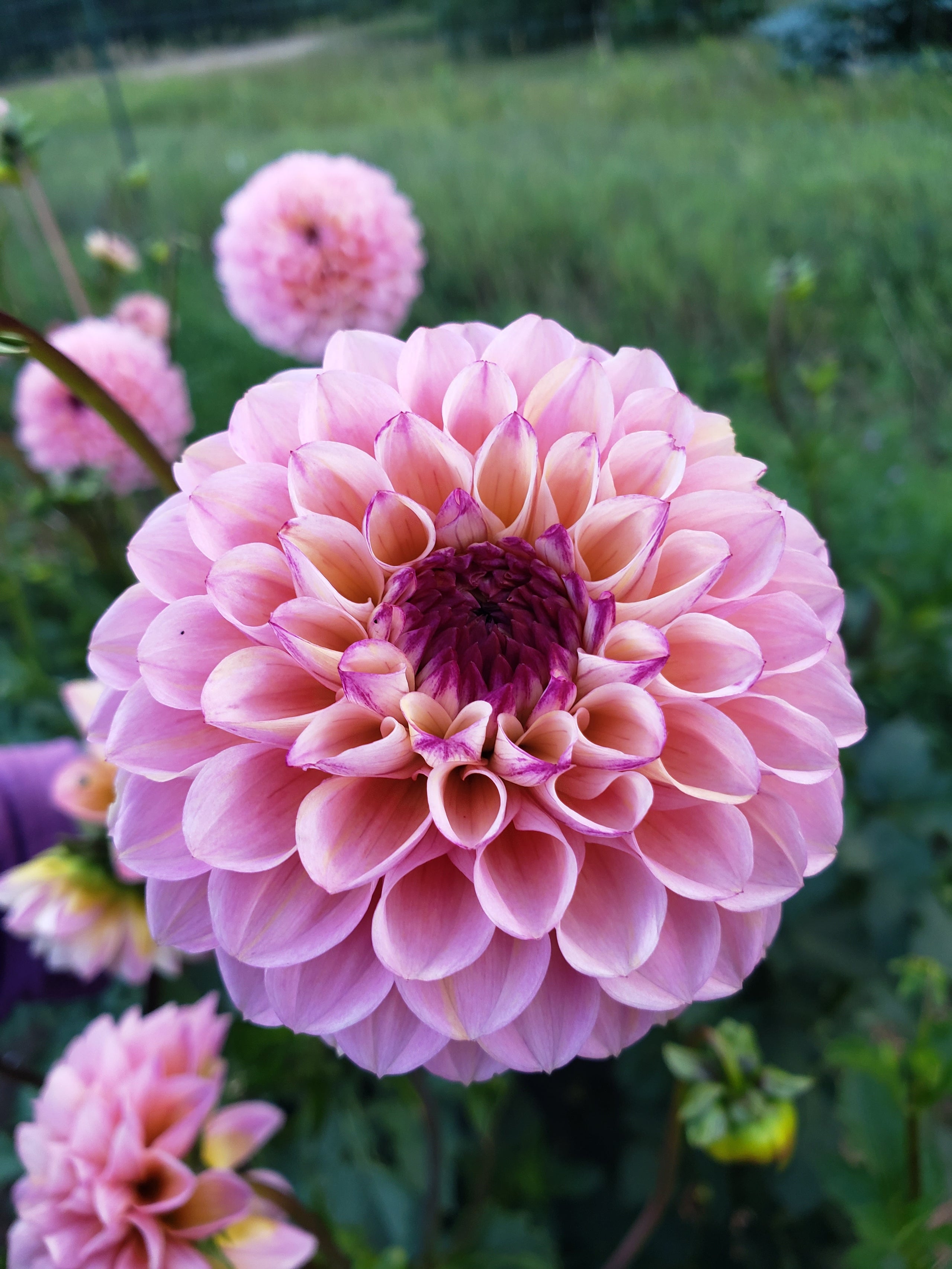 Wine Eyed Jill Dahlia Tubers Harvest Thyme Farm